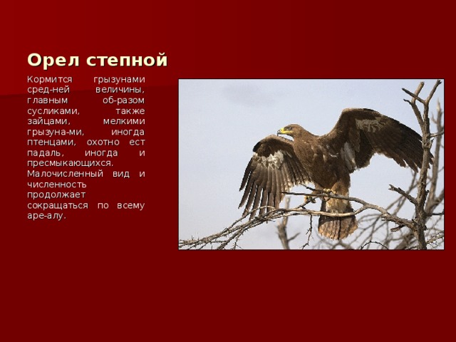 Орел степной Кормится грызунами сред-ней величины, главным об-разом сусликами, также зайцами, мелкими грызуна-ми, иногда птенцами, охотно ест падаль, иногда и пресмыкающихся. Малочисленный вид и численность продолжает сокращаться по всему аре-алу. 