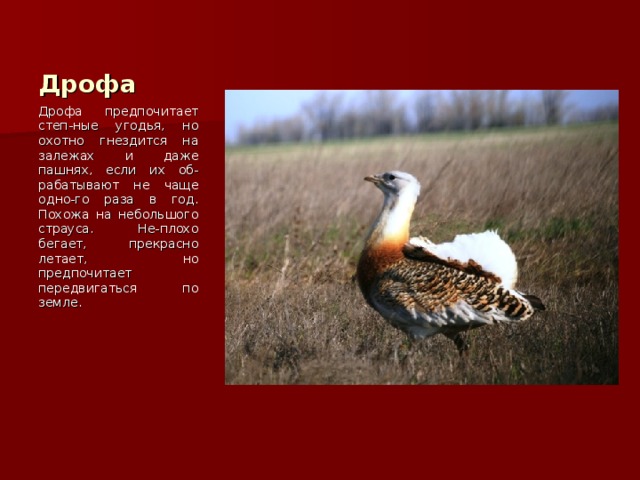 Дрофа Дрофа предпочитает степ-ные угодья, но охотно гнездится на залежах и даже пашнях, если их об-рабатывают не чаще одно-го раза в год. Похожа на небольшого страуса. Не-плохо бегает, прекрасно летает, но предпочитает передвигаться по земле. 
