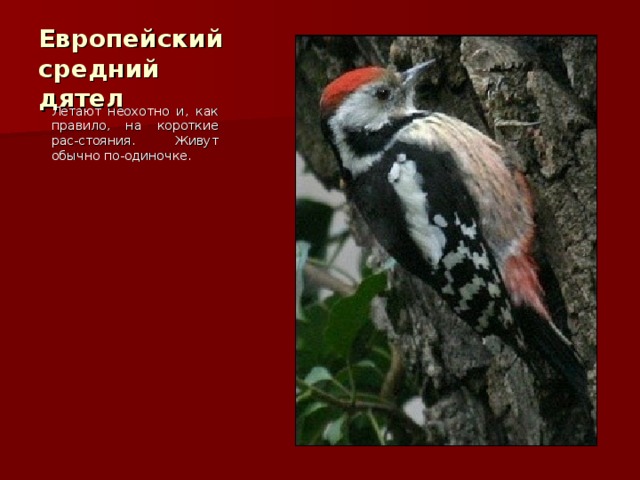Европейский средний дятел Летают неохотно и, как правило, на короткие рас-стояния. Живут обычно по-одиночке. 