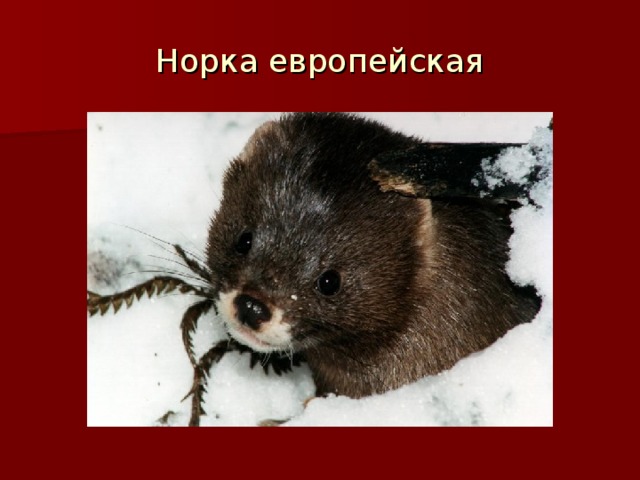 Норка европейская 