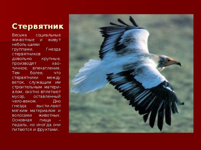 Стервятник Весьма социальные жи-вотные и живут неболь-шими группами. Гнезда стервятников довольно крупные, производят хао-тичное, впечатление. Тем более, что стервятники между веток, служащим им строительным матери-алом, охотно вплетают мусор, оставленный чело-веком. Дно гнезда высти-лают мягким материалом и волосами животных. Основная пища – падаль, но иногда они питаются и фруктами. 