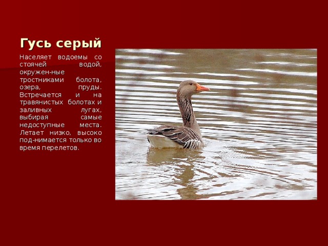 Гусь серый Населяет водоемы со стоячей водой, окружен-ные тростниками болота, озера, пруды. Встречается и на травянистых болотах и заливных лугах, выбирая самые недоступные места. Летает низко, высоко под-нимается только во время перелетов. 
