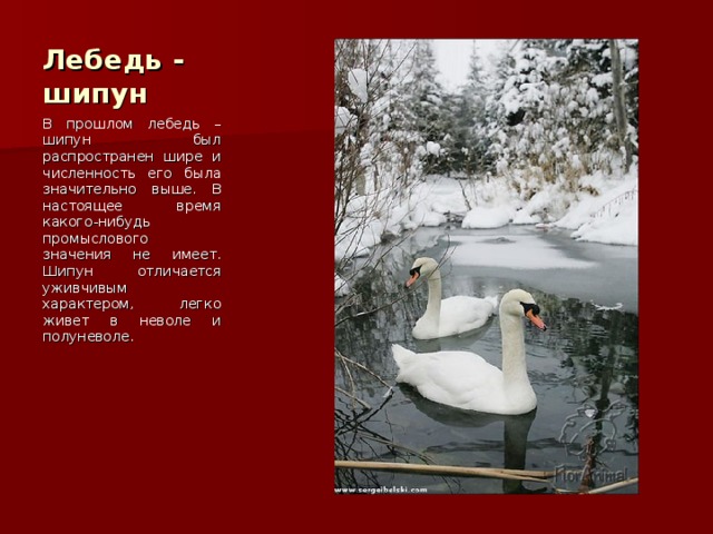 Лебедь - шипун В прошлом лебедь – шипун был распространен шире и численность его была значительно выше. В настоящее время какого-нибудь промыслового значения не имеет. Шипун отличается уживчивым характером, легко живет в неволе и полуневоле. 