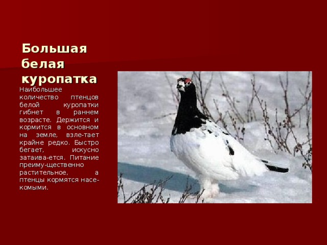 Большая белая куропатка Наибольшее количество птенцов белой куропатки гибнет в раннем возрасте. Держится и кормится в основном на земле, взле-тает крайне редко. Быстро бегает, искусно затаива-ется. Питание преиму-щественно растительное, а птенцы кормятся насе-комыми. 