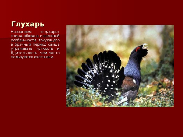 Глухарь Названием «глухарь» птица обязана известной особен-ности токующего в брачный период самца утрачивать чуткость и бдительность, чем часто пользуются охот-ники. 