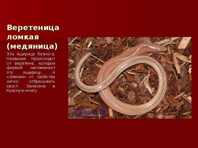 Веретеница ломкая (медяница) Эта ящерица безнога. Название происходит от веретена, которое формой напоминает эту ящерицу. А «ломкая» от свойства легко отбрасывать хвост. Занесена в Красную книгу. 