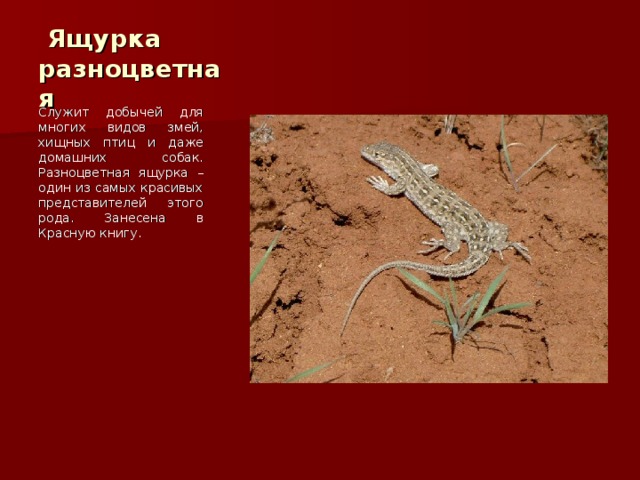  Ящурка разноцветная Служит добычей для многих видов змей, хищных птиц и даже домашних собак. Разноцветная ящурка – один из самых красивых представителей этого рода. Занесена в Красную книгу. 