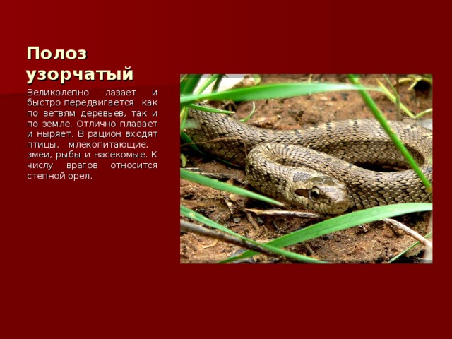 Полоз узорчатый Великолепно лазает и быстро передвигается как по ветвям деревьев, так и по земле. Отлично плавает и ныряет. В рацион входят птицы, млекопитающие, змеи, рыбы и насекомые. К числу врагов относится степной орел. 