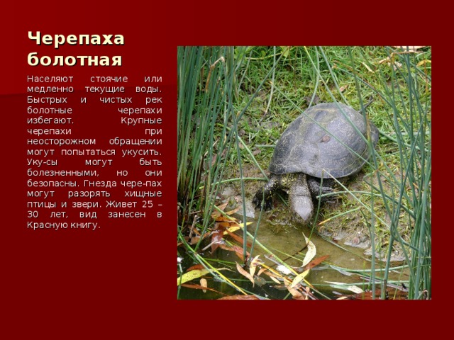 Черепаха болотная Населяют стоячие или медленно текущие воды. Быстрых и чистых рек болотные черепахи избегают. Крупные черепахи при неосторожном обращении могут попытаться укусить. Уку-сы могут быть болезненными, но они безопасны. Гнезда чере-пах могут разорять хищные птицы и звери. Живет 25 – 30 лет, вид занесен в Красную книгу. 