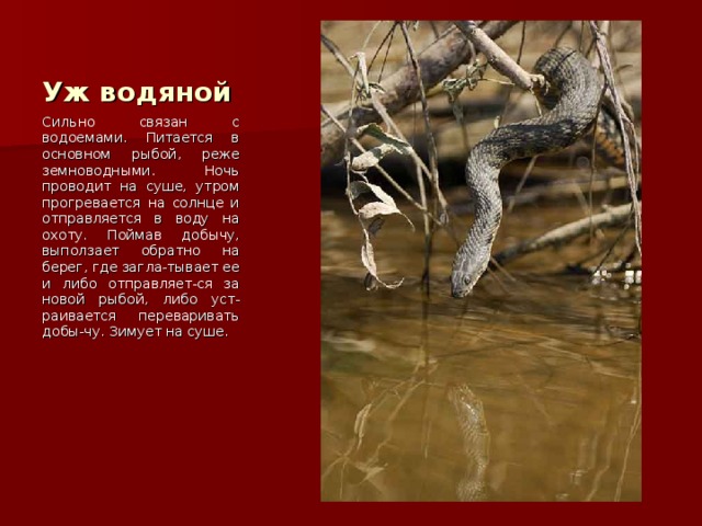 Уж водяной Сильно связан с водоемами. Питается в основном рыбой, реже земноводными. Ночь проводит на суше, утром прогревается на солнце и отправляется в воду на охоту. Поймав добычу, выползает обратно на берег, где загла-тывает ее и либо отправляет-ся за новой рыбой, либо уст-раивается переваривать добы-чу. Зимует на суше. 