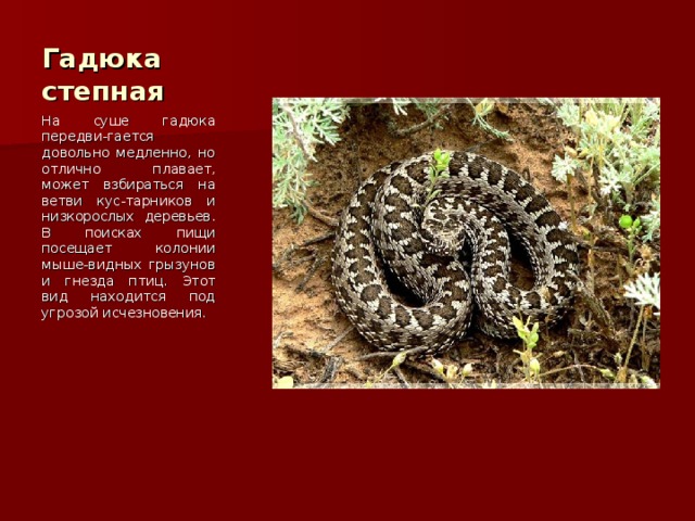 Гадюка степная На суше гадюка передви-гается довольно медленно, но отлично плавает, может взбираться на ветви кус-тарников и низкорослых деревьев. В поисках пищи посещает колонии мыше-видных грызунов и гнезда птиц. Этот вид находится под угрозой исчезновения. 
