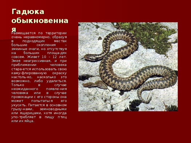 Гадюка обыкновенная Размещается по территории очень неравномерно, образуя в подходящих местах большие скопления – змеиные очаги, но отсутствуя на больших площа-дях совсем. Живет 10 – 12 лет. Змея неагрессивная, и при приближении человека стара-ется использовать свою каму-флированную окраску настоль-ко, насколько это возможно, либо удалиться. Только в случае неожиданного появле-ния человека или в случае провокации с его стороны она может попытаться его укусить. Питается в основном грызу-нами, земноводными или ящерицами, хотя иногда упо-требляет в пищу птиц или их яйца. 