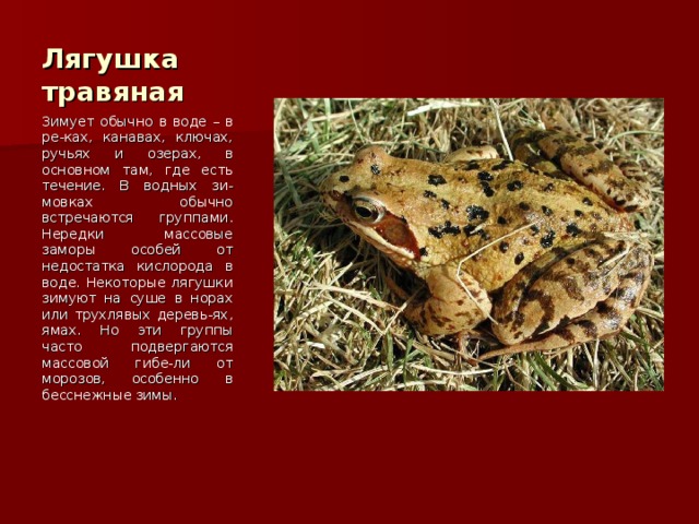 Лягушка травяная Зимует обычно в воде – в ре-ках, канавах, ключах, ручьях и озерах, в основном там, где есть течение. В водных зи-мовках обычно встречаются группами. Нередки массовые заморы особей от недостатка кислорода в воде. Некоторые лягушки зимуют на суше в норах или трухлявых деревь-ях, ямах. Но эти группы часто подвергаются массовой гибе-ли от морозов, особенно в бесснежные зимы. 