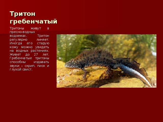 Тритон гребенчатый Тритоны живут в пресно-водных водоемах. Тритон регулярно линяет. Иногда его старую кожу можно увидеть на водных растениях. Живет до 27 лет. Гребенчатые тритоны способны издавать звуки – скрип, писк и глухой свист. 