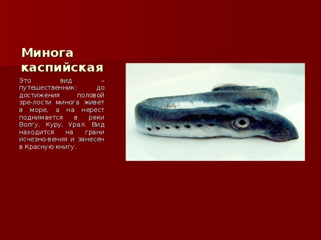 Минога каспийская Это вид – путешественник: до достижения половой зре-лости минога живет в море, а на нерест поднимается в реки Волгу, Куру, Урал. Вид находится на грани исчезно-вения и занесен в Красную книгу. 