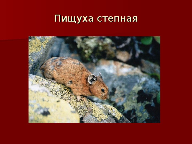 Пищуха степная 