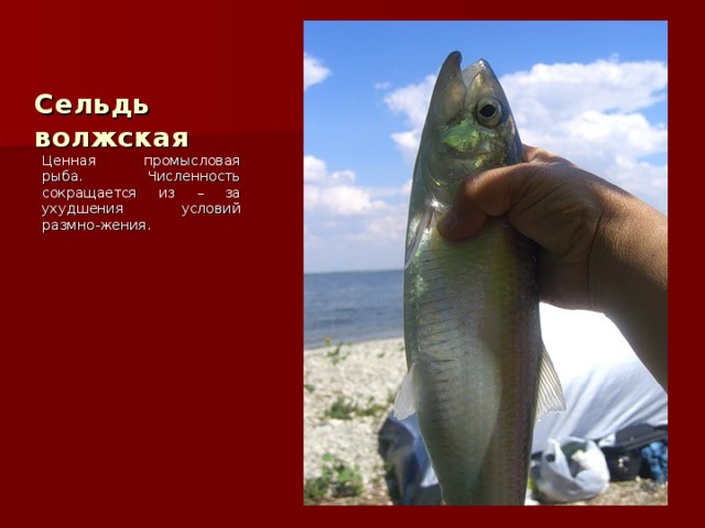Сельдь волжская Ценная промысловая рыба. Численность сокращается из – за ухудшения условий размно-жения. 