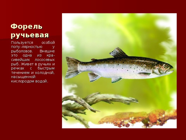 Форель ручьевая Пользуется особой попу-лярностью у рыболовов. Внешне это одна из кра-сивейших лососевых рыб. Живет в ручьях и речках с быстрым течением и холодной, насыщенной кислородом водой. 