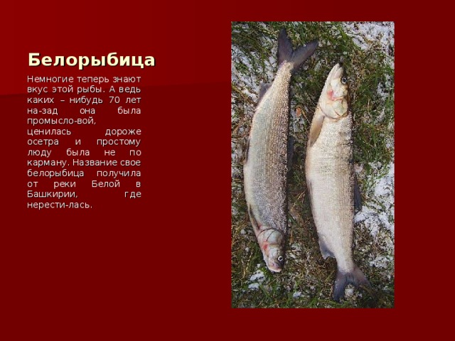 Белорыбица Немногие теперь знают вкус этой рыбы. А ведь каких – нибудь 70 лет на-зад она была промысло-вой, ценилась дороже осетра и простому люду была не по карману. Название свое белорыбица получила от реки Белой в Башкирии, где нерести-лась. 