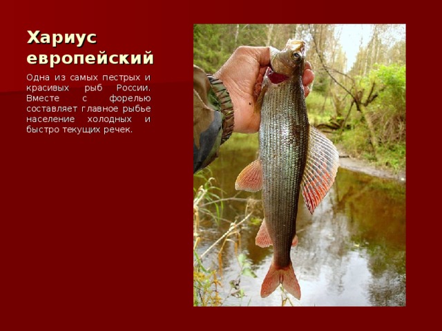 Хариус европейский Одна из самых пестрых и красивых рыб России. Вместе с форелью составляет главное рыбье население холодных и быстро текущих речек. 
