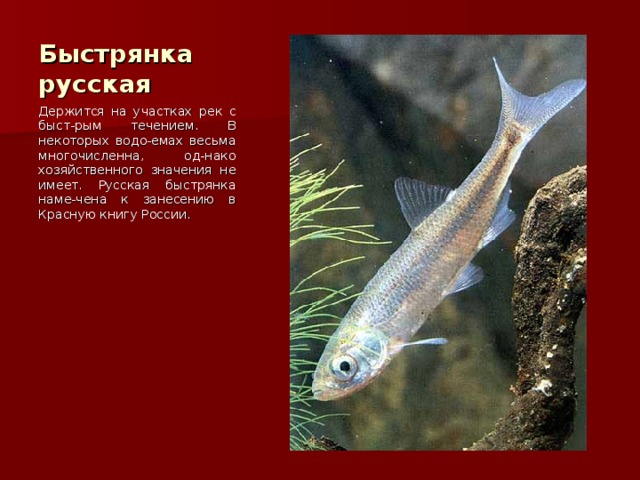 Быстрянка русская Держится на участках рек с быст-рым течением. В некоторых водо-емах весьма многочисленна, од-нако хозяйственного значения не имеет. Русская быстрянка наме-чена к занесению в Красную книгу России. 