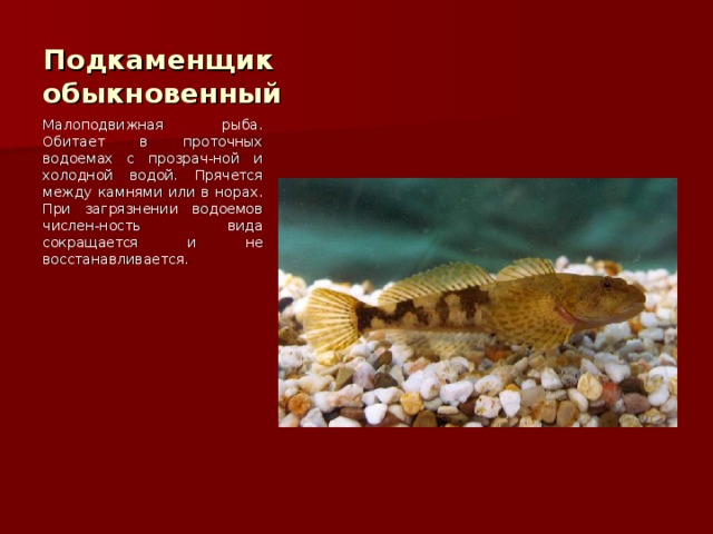 Подкаменщик обыкновенный Малоподвижная рыба. Обитает в проточных водоемах с прозрач-ной и холодной водой. Прячется между камнями или в норах. При загрязнении водоемов числен-ность вида сокращается и не восстанавливается. 