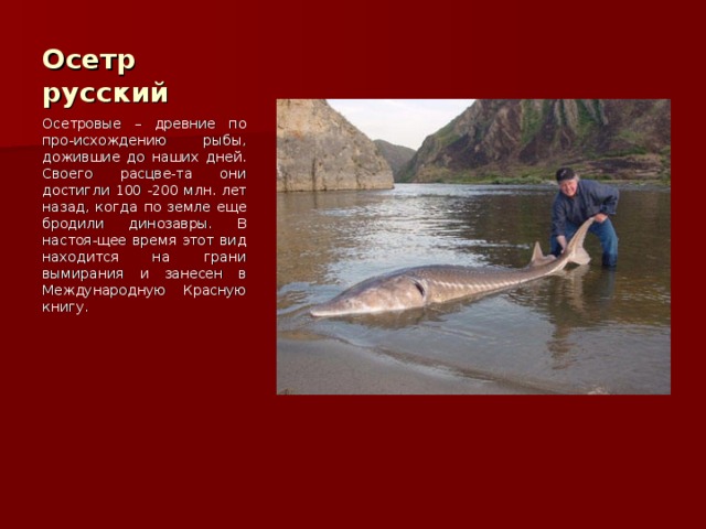 Осетр русский Осетровые – древние по про-исхождению рыбы, дожившие до наших дней. Своего расцве-та они достигли 100 -200 млн. лет назад, когда по земле еще бродили динозавры. В настоя-щее время этот вид находится на грани вымирания и занесен в Международную Красную книгу. 
