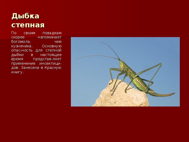 Дыбка степная По своим повадкам скорее напоминает богомола, чем кузнечика. Основную опас-ность для степной дыбки в настоящее время представ-ляет применение инсектици-дов. Занесена в Красную книгу. 