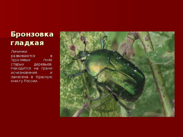 Бронзовка гладкая Личинки развиваются в трухлявых пнях старых деревьев. Находится на грани исчезновения и занесена в Красную кни-гу России. 