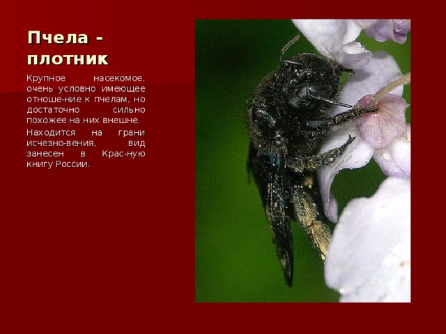 Пчела - плотник Крупное насекомое, очень условно имеющее отноше-ние к пчелам, но достаточно сильно похожее на них внешне. Находится на грани исчезно-вения, вид занесен в Крас-ную книгу России. 