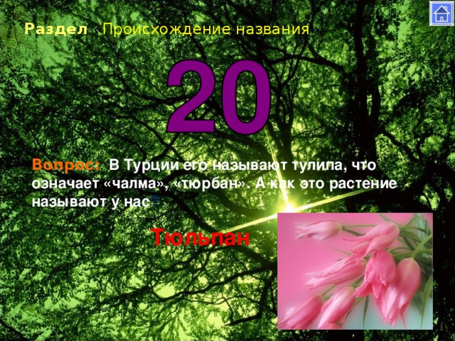 Раздел « Происхождение названия » Вопрос: . В Турции его называют тулипа, что означает «чалма», «тюрбан». А как это растение называют у нас ?                    Тюльпан