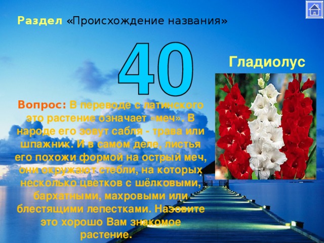 Раздел «Происхождение названия» Гладиолус  Вопрос:  В переводе с латинского это растение означает «меч». В народе его зовут сабля - трава или шпажник. И в самом деле, листья его похожи формой на острый меч, они окружают стебли, на которых несколько цветков с шёлковыми, бархатными, махровыми или блестящими лепестками. Назовите это хорошо Вам знакомое растение.  