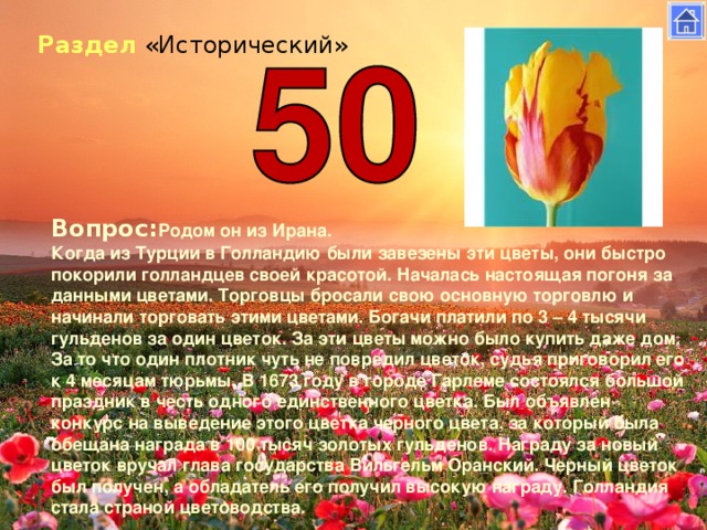 Раздел «Исторический» Вопрос: Родом он из Ирана. Когда из Турции в Голландию были завезены эти цветы, они быстро покорили голландцев своей красотой. Началась настоящая погоня за данными цветами. Торговцы бросали свою основную торговлю и начинали торговать этими цветами. Богачи платили по 3 – 4 тысячи гульденов за один цветок. За эти цветы можно было купить даже дом. За то что один плотник чуть не повредил цветок, судья приговорил его к 4 месяцам тюрьмы. В 1673 году в городе Гарлеме состоялся большой праздник в честь одного единственного цветка. Был объявлен конкурс на выведение этого цветка черного цвета, за который была обещана награда в 100 тысяч золотых гульденов. Награду за новый цветок вручал глава государства Вильгельм Оранский. Черный цветок был получен, а обладатель его получил высокую награду. Голландия стала страной цветоводства.