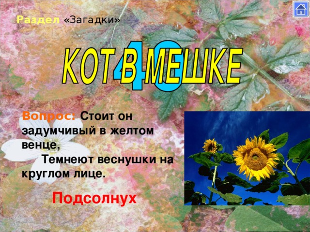 Раздел «Загадки» Вопрос: Стоит он задумчивый в желтом венце,       Темнеют веснушки на круглом лице. Подсолнух