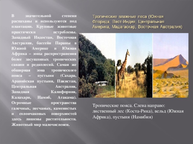 В значительной степени распаханы и используются под плантации. Крупные животные практически истреблены. Западный Индостан, Восточная Австралия, бассейн Параны в Южной Америке и Южная Африка – зоны распространения более засушливых тропических саванн и редколесий. Самая же обширная зона тропического пояса – пустыни (Сахара, Аравийская пустыня, Пакистан, Центральная Австралия, Западная Калифорния, Калахари, Намиб, Атакама). Огромные пространства галечных, песчаных, каменистых и солончаковых поверхностей здесь лишены растительности. Животный мир малочисленен. Тропические пояса. Слева направо: лиственный лес (Коста-Рика), вельд (Южная Африка), пустыня (Намибия) 