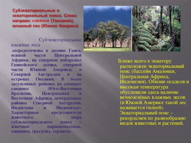 Субэкваториальные влажные леса сосредоточены в долине Ганга, южной части Центральной Африки, на северном побережье Гвинейского залива, северной части Южной Америки, в Северной Австралии и на островах Океании. В более засушливых районах их сменяют саванны (Юго-Восточная Бразилия, Центральная и Восточная Африка, центральные районы Северной Австралии, Индостана и Индокитая). Характерные представители животного мира субэкваториального пояса – жвачные парнокопытные, хищники, грызуны, термиты  Ближе всего к экватору расположен экваториальный пояс (бассейн Амазонки, Центральная Африка, Индонезия). Обилие осадков и высокая температура обусловили здесь наличие вечнозелёных влажных лесов (в Южной Америке такой лес называется гилеей). Экваториальный пояс – рекордсмен по разнообразию видов животных и растений . 