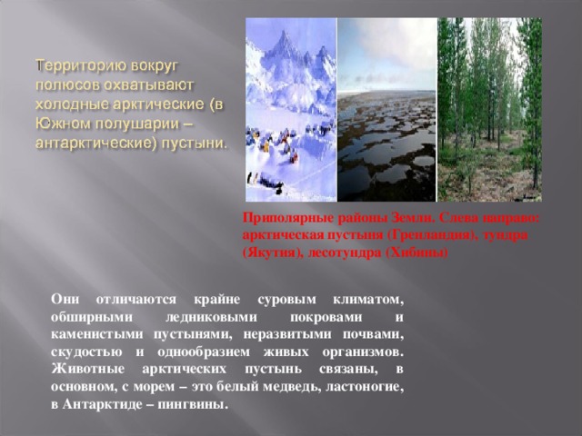 Приполярные районы Земли. Слева направо: арктическая пустыня (Гренландия), тундра (Якутия), лесотундра (Хибины) Они отличаются крайне суровым климатом, обширными ледниковыми покровами и каменистыми пустынями, неразвитыми почвами, скудостью и однообразием живых организмов. Животные арктических пустынь связаны, в основном, с морем – это белый медведь, ластоногие, в Антарктиде – пингвины. 