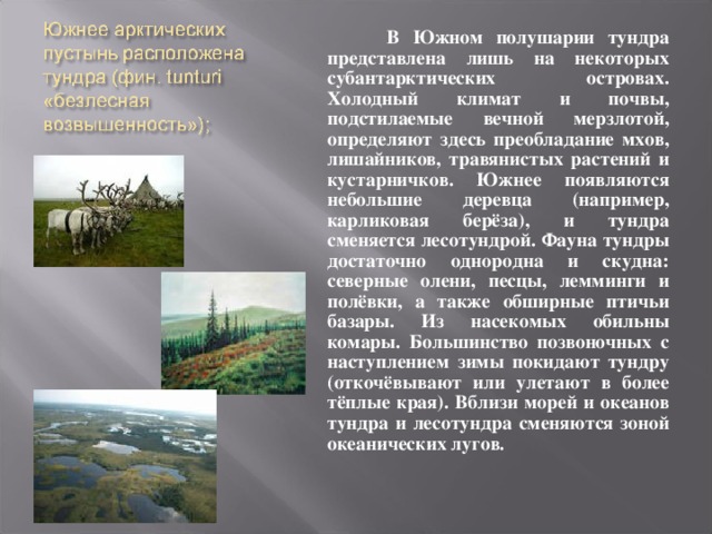  В Южном полушарии тундра представлена лишь на некоторых субантарктических островах. Холодный климат и почвы, подстилаемые вечной мерзлотой, определяют здесь преобладание мхов, лишайников, травянистых растений и кустарничков. Южнее появляются небольшие деревца (например, карликовая берёза), и тундра сменяется лесотундрой. Фауна тундры достаточно однородна и скудна: северные олени, песцы, лемминги и полёвки, а также обширные птичьи базары. Из насекомых обильны комары. Большинство позвоночных с наступлением зимы покидают тундру (откочёвывают или улетают в более тёплые края). Вблизи морей и океанов тундра и лесотундра сменяются зоной океанических лугов. 
