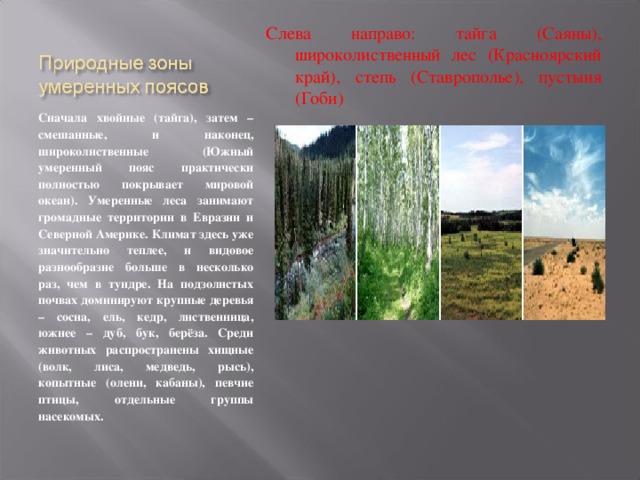 Слева направо: тайга (Саяны), широколиственный лес (Красноярский край), степь (Ставрополье), пустыня (Гоби) Сначала хвойные (тайга), затем – смешанные, и наконец, широколиственные (Южный умеренный пояс практически полностью покрывает мировой океан). Умеренные леса занимают громадные территории в Евразии и Северной Америке. Климат здесь уже значительно теплее, и видовое разнообразие больше в несколько раз, чем в тундре. На подзолистых почвах доминируют крупные деревья – сосна, ель, кедр, лиственница, южнее – дуб, бук, берёза. Среди животных распространены хищные (волк, лиса, медведь, рысь), копытные (олени, кабаны), певчие птицы, отдельные группы насекомых. 