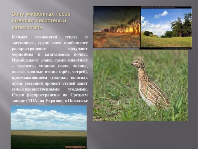 Климат становится теплее и засушливее, среди почв наибольшее распространение получают чернозёмы и каштановые почвы. Преобладают злаки, среди животных – грызуны, хищные (волк, лисица, ласка), хищные птицы (орёл, ястреб), пресмыкающиеся (гадюки, полозы), жуки. Большой процент степей занят сельскохозяйственными угодьями. Степи распространены на Среднем западе США, на Украине, в Поволжье и Казахстане. 