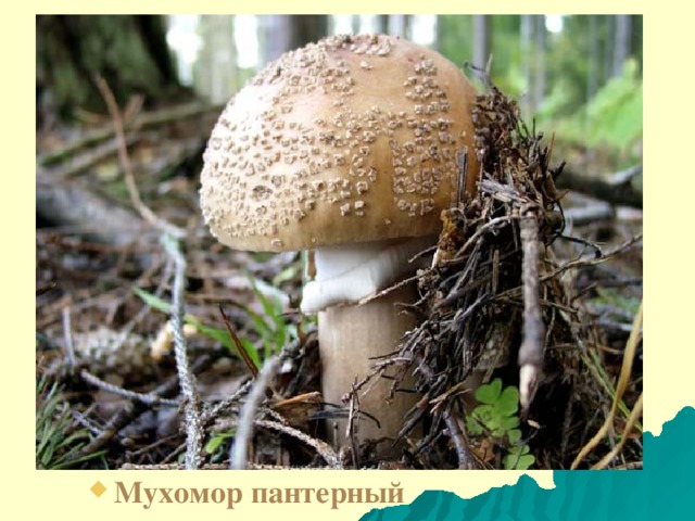 Мухомор пантерный 