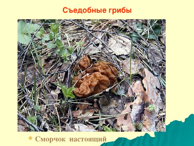 Съедобные грибы Сморчок настоящий 