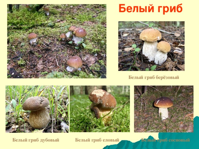 Белый гриб Белый гриб берёзовый Белый гриб дубовый Белый гриб еловый Белый гриб сосновый 