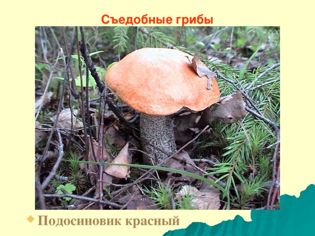Съедобные грибы Подосиновик красный 