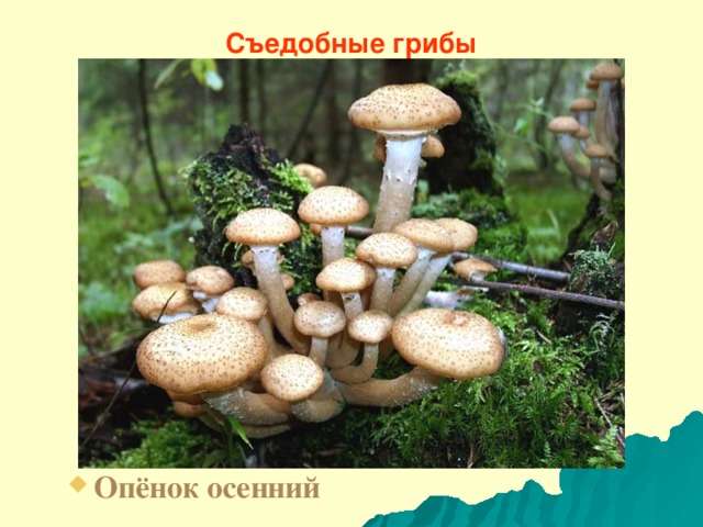 Съедобные грибы Опёнок осенний 