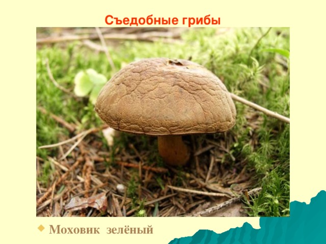 Съедобные грибы Моховик зелёный 
