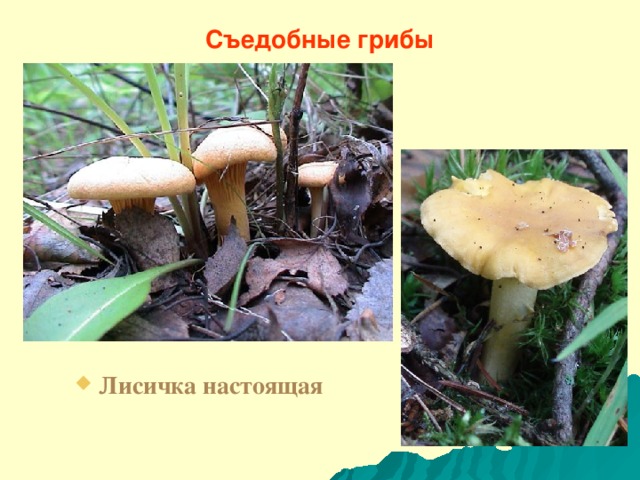Съедобные грибы Лисичка настоящая 