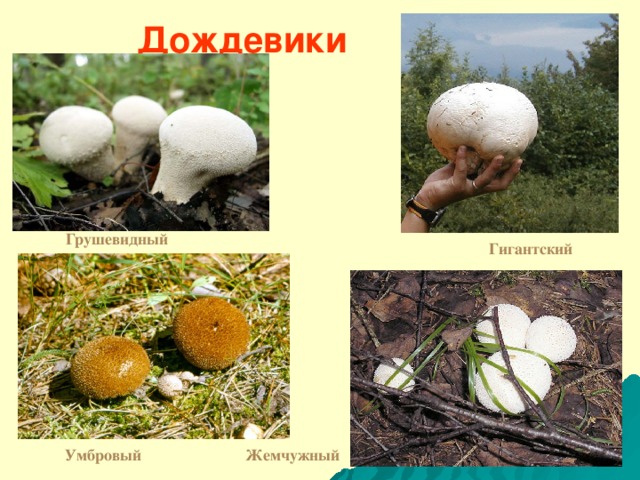 Дождевики Грушевидный Гигантский Умбровый Жемчужный 
