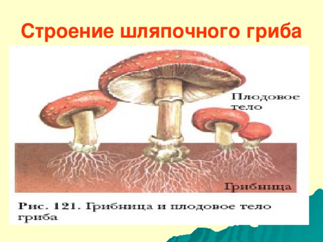 Строение шляпочного гриба  