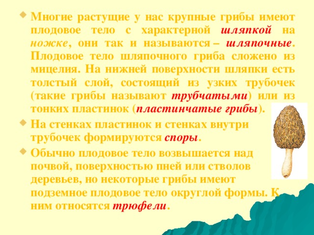 Многие растущие у нас крупные грибы имеют плодовое тело с характерной шляпкой на ножке , они так и называются – шляпочные . Плодовое тело шляпочного гриба сложено из мицелия. На нижней поверхности шляпки есть толстый слой, состоящий из узких трубочек (такие грибы называют трубчатыми ) или из тонких пластинок ( пластинчатые грибы ). На стенках пластинок и стенках внутри трубочек формируются споры . Обычно плодовое тело возвышается над почвой, поверхностью пней или стволов деревьев, но некоторые грибы имеют подземное плодовое тело округлой формы. К ним относятся трюфели . 
